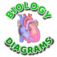 Learn Biology Diagrams